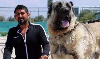 十大猛犬排名一到十