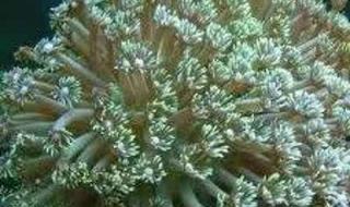 只要为你活一天珊瑚