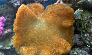 只要为你活一天珊瑚