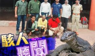 印度人侵犯巨蜥视频