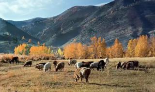 可可托海的牧羊人简谱