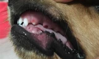 嘴巴吃鸡的正确方式 嘴巴吃鸡的正确方式