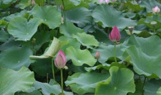 哪种生物生命力更强