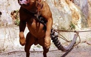 十大猛犬排名一到十 十大猛犬排名一到十